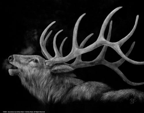 Ascendance Wall Art By Ashley Rader