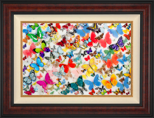 Butterflies Of The World Wall Art by Robert Swedroe