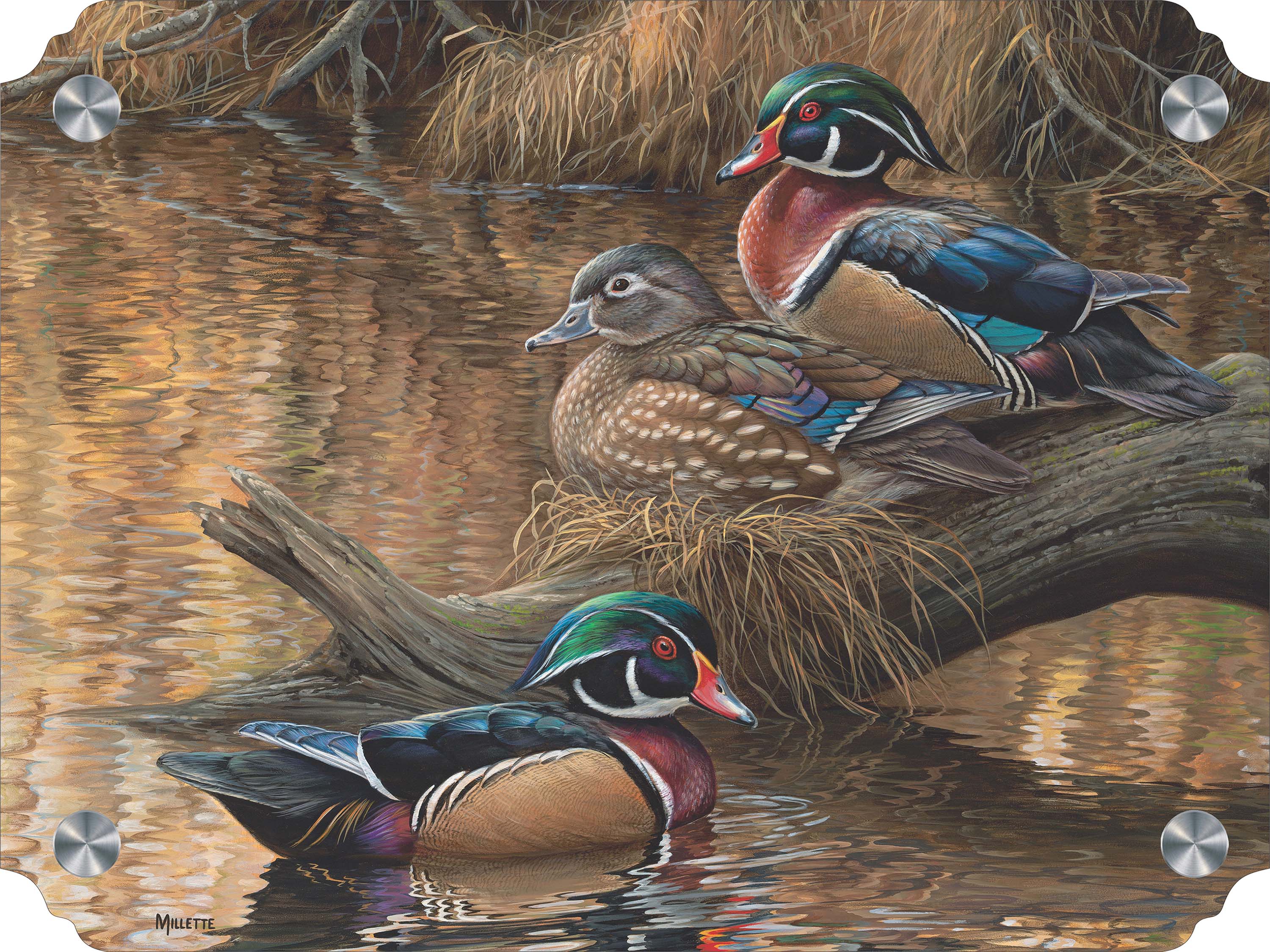 Sitting Pretty - Wood Ducks Acrylic Wall Art & Home Decor