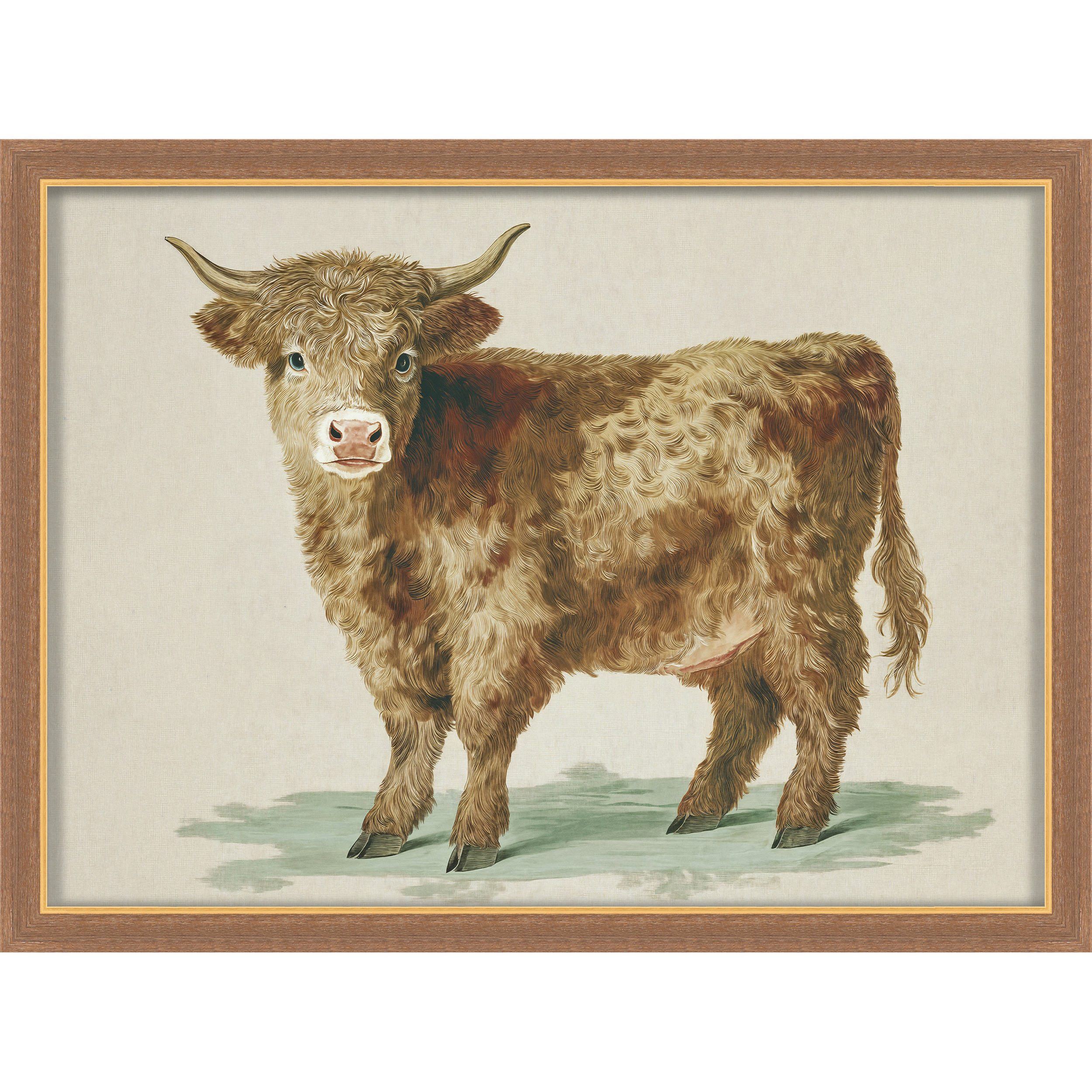 Martha Stewart Bedford | Livestock Portrait: Highland Calf | Framed Country Farmhouse Wall Art