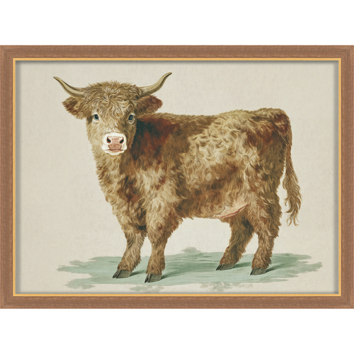 Martha Stewart Bedford | Livestock Portrait: Highland Calf | Framed Country Farmhouse Wall Art