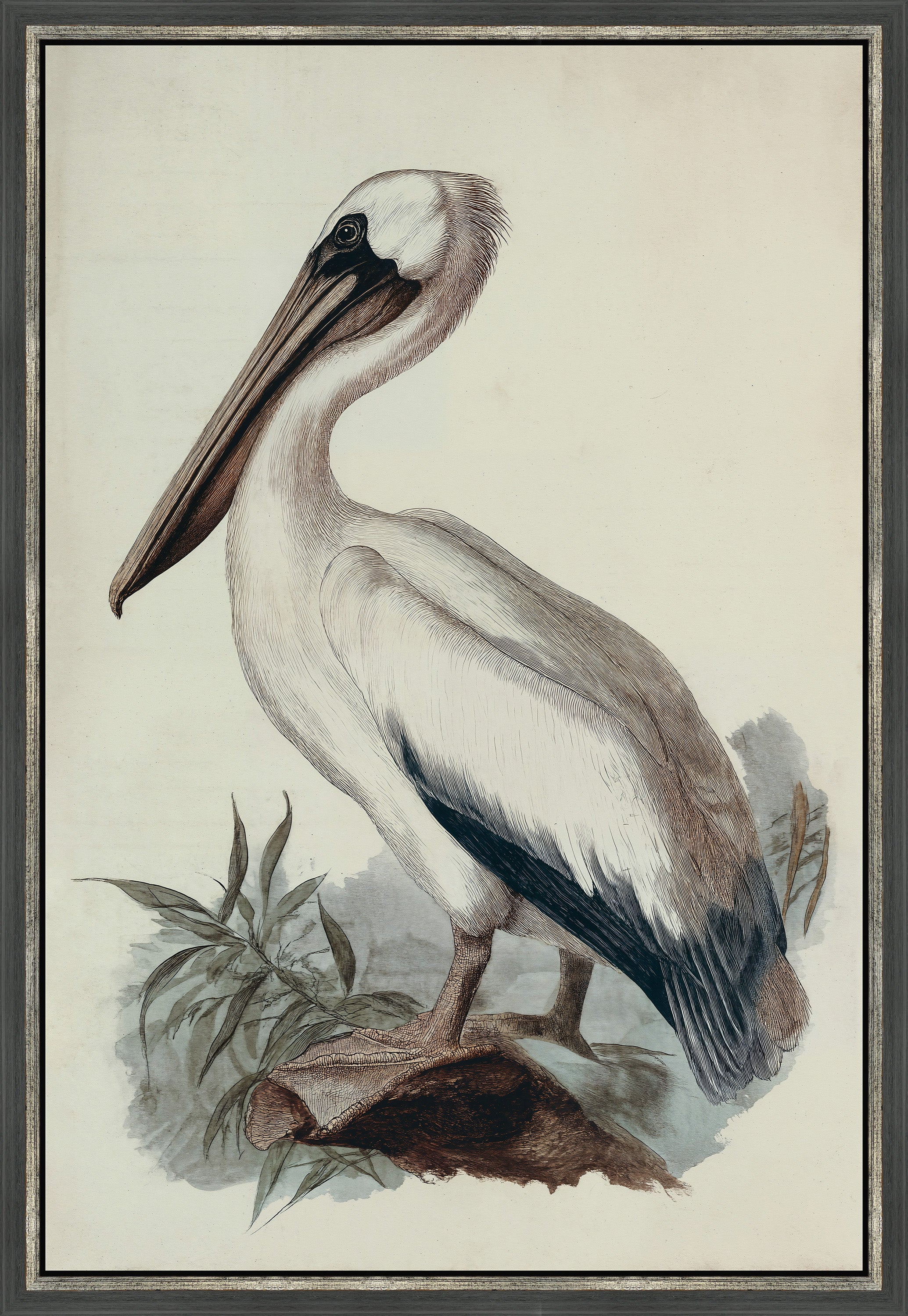 Martha Stewart Lily Pond | Coastal Bird Study: Pelican | Framed Coastal Cottage Wall Art