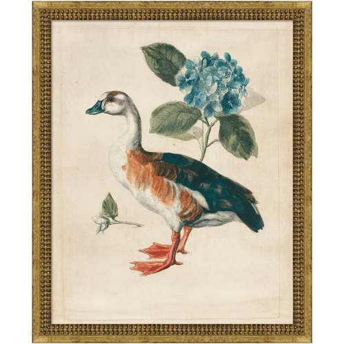 Martha Stewart Lily Pond | Coastal Bird Study: Shore Duck | Framed Coastal Cottage Wall Art
