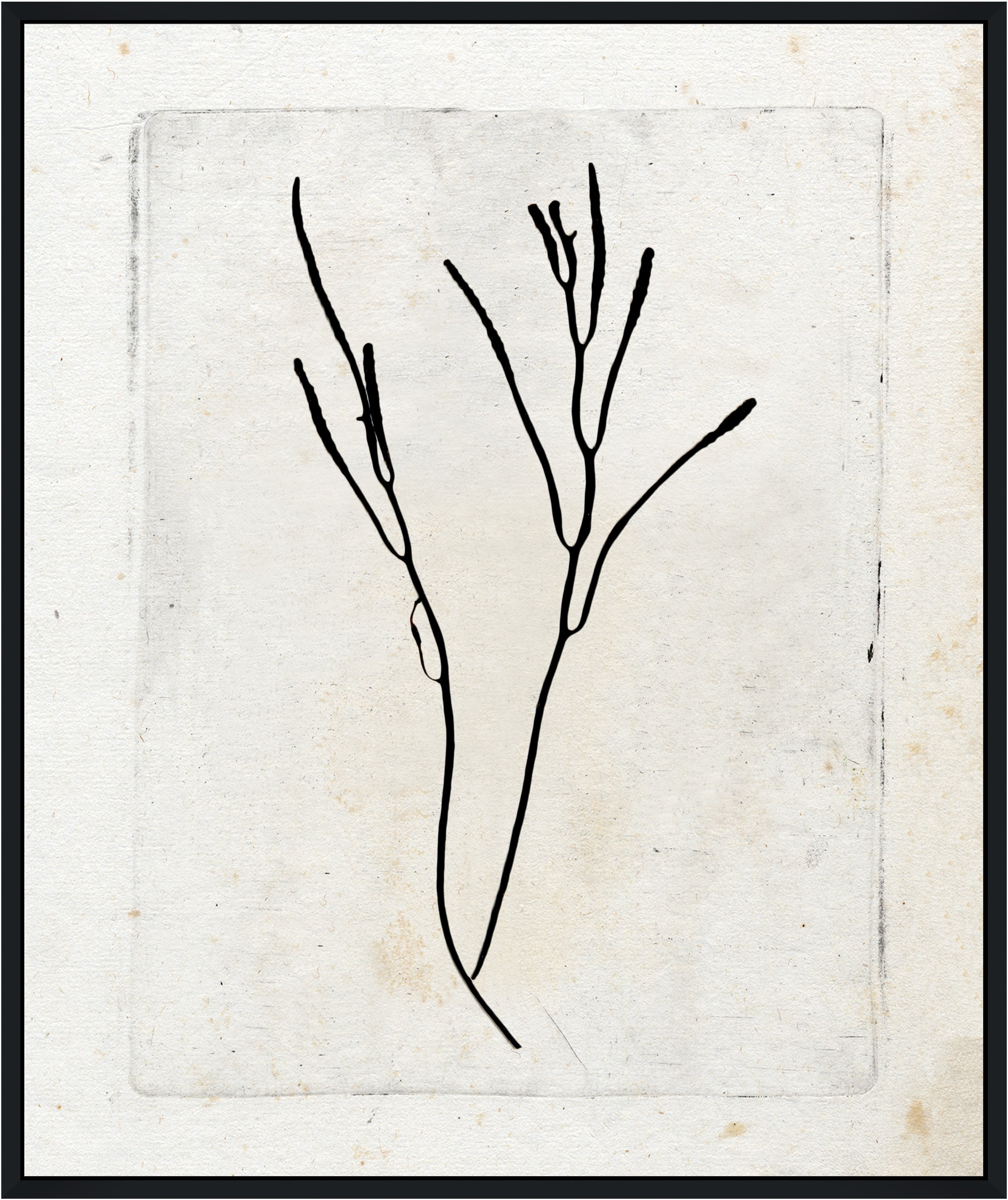 Martha Stewart Lily Pond | Coastal Botanical: Seaweed Study I | Framed Coastal Cottage Wall Art