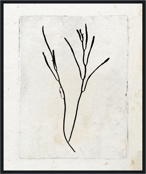 Martha Stewart Lily Pond | Coastal Botanical: Seaweed Study I | Framed Coastal Cottage Wall Art