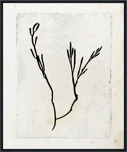 Martha Stewart Lily Pond | Coastal Botanical: Seaweed Study II | Framed Coastal Cottage Wall Art