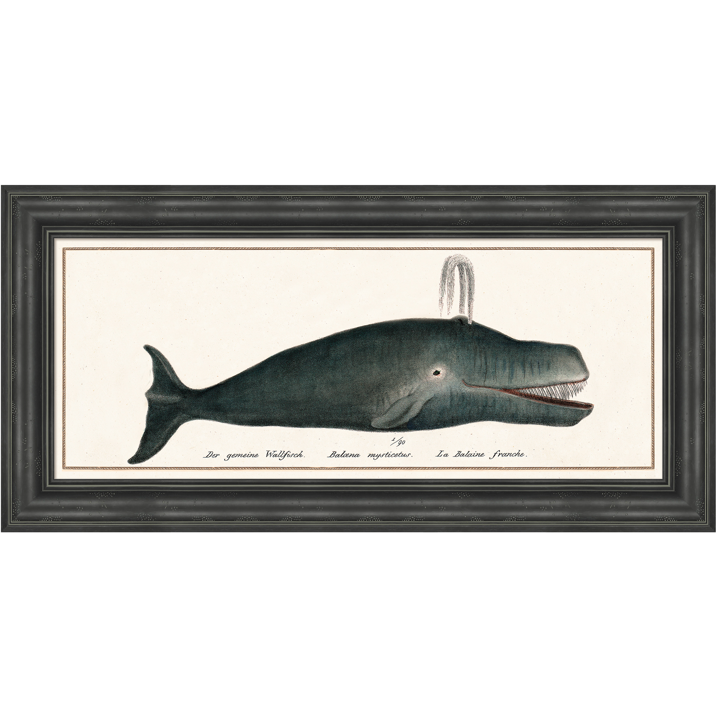 Martha Stewart Lily Pond | Marine Study: Whale | Framed Coastal Cottage Wall Art