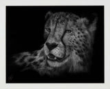 Cheetah Wall Art By Ashley Rader