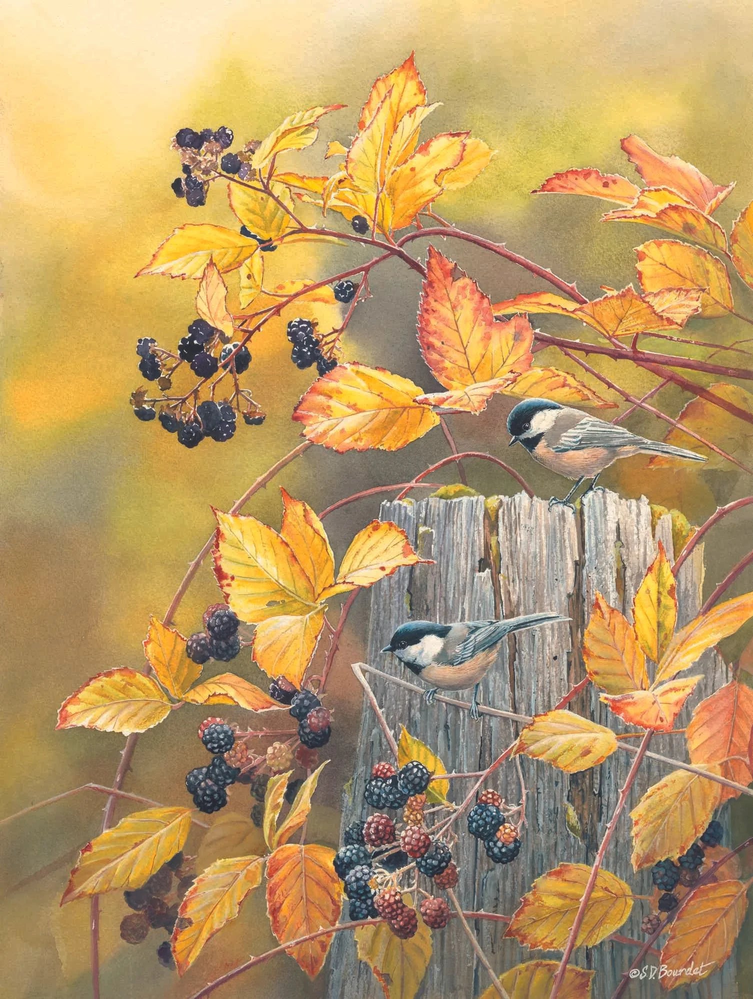 Black Berry Haven - Susan Bourdet