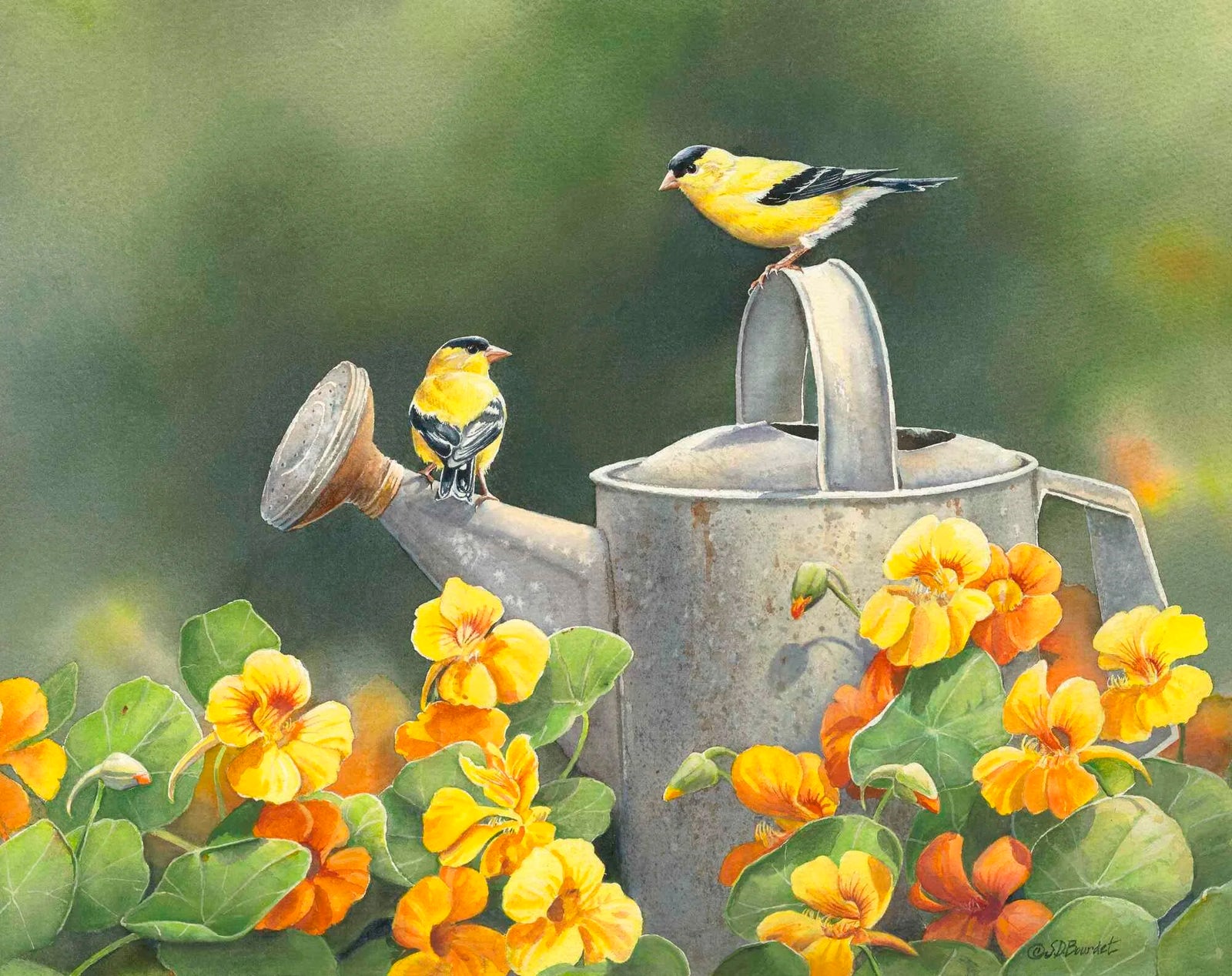 Goldfinches Nasturtiums - Susan Bourdet