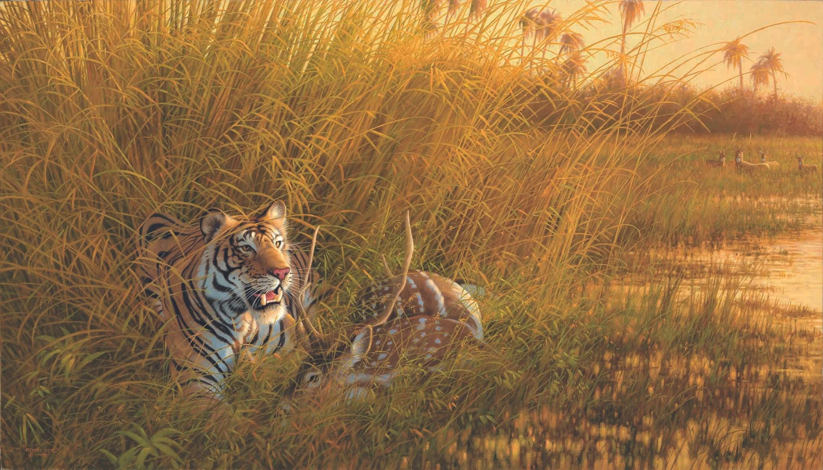 Heart of India Tiger - Michael Sieve