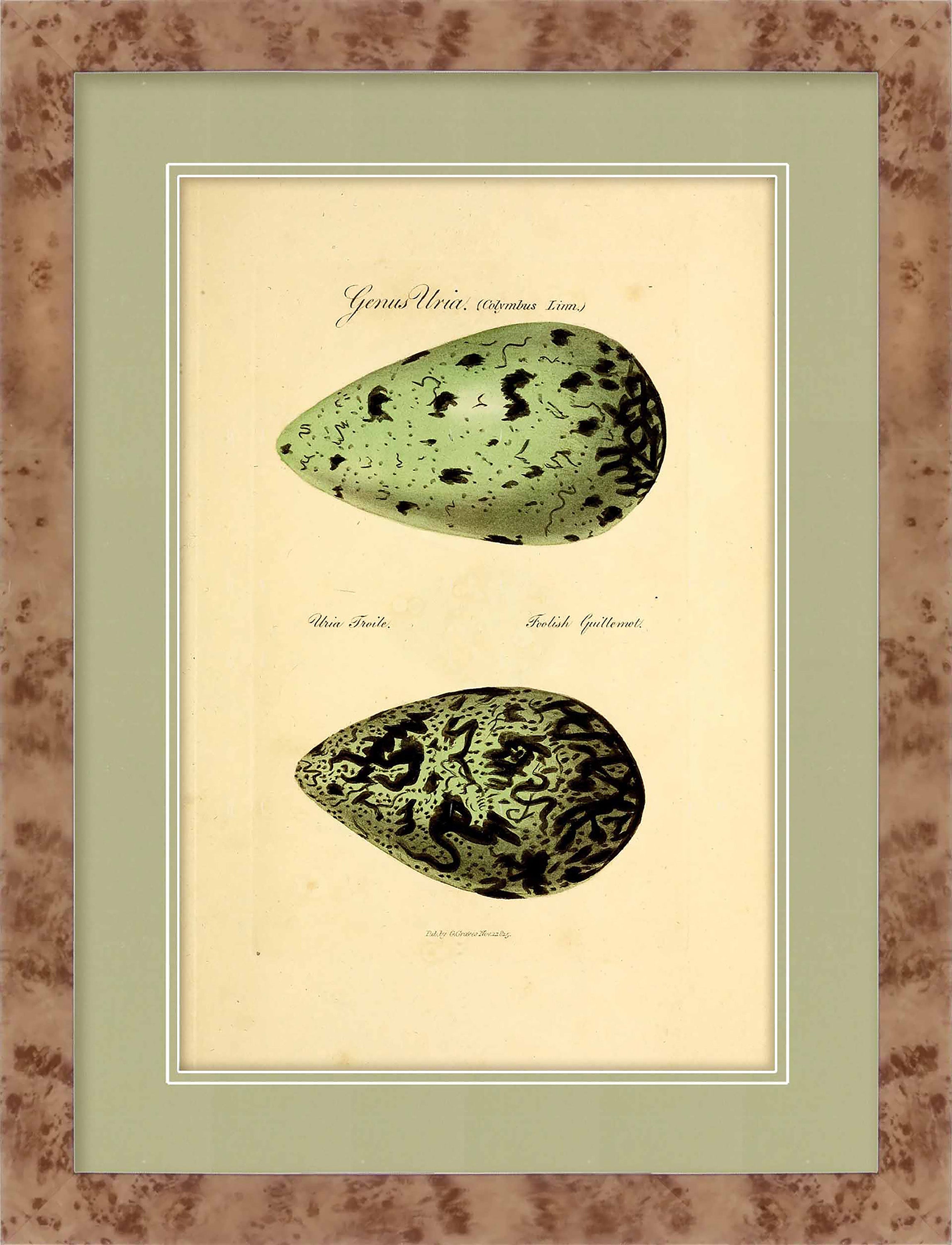Martha Stewart Skylands | Avian Egg Study I | Framed Vintage Ornithology Illustration | New England Estate Wall Art