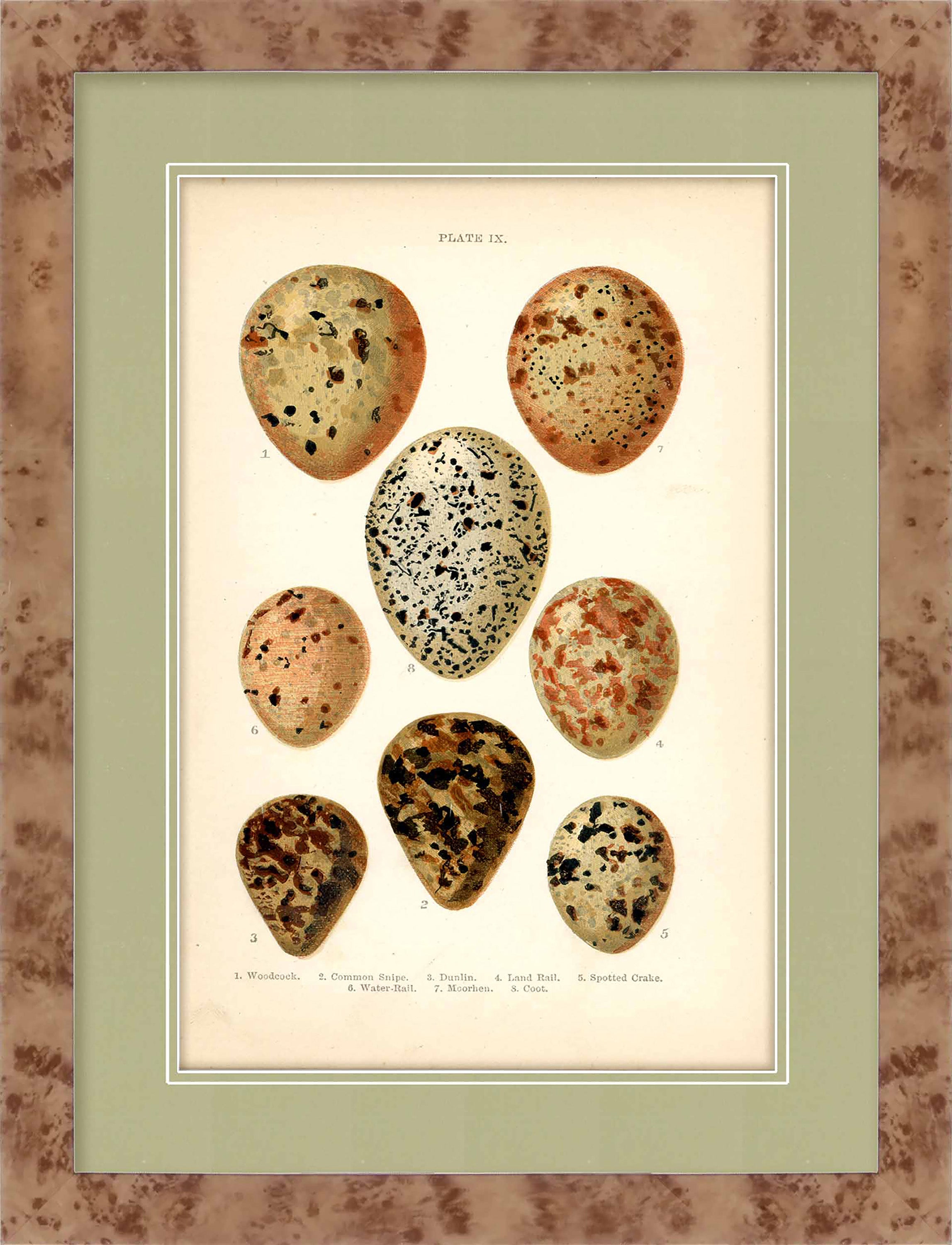 Martha Stewart Skylands | Avian Egg Study III | Framed Vintage Ornithology Plate | Historic Estate Wall Art