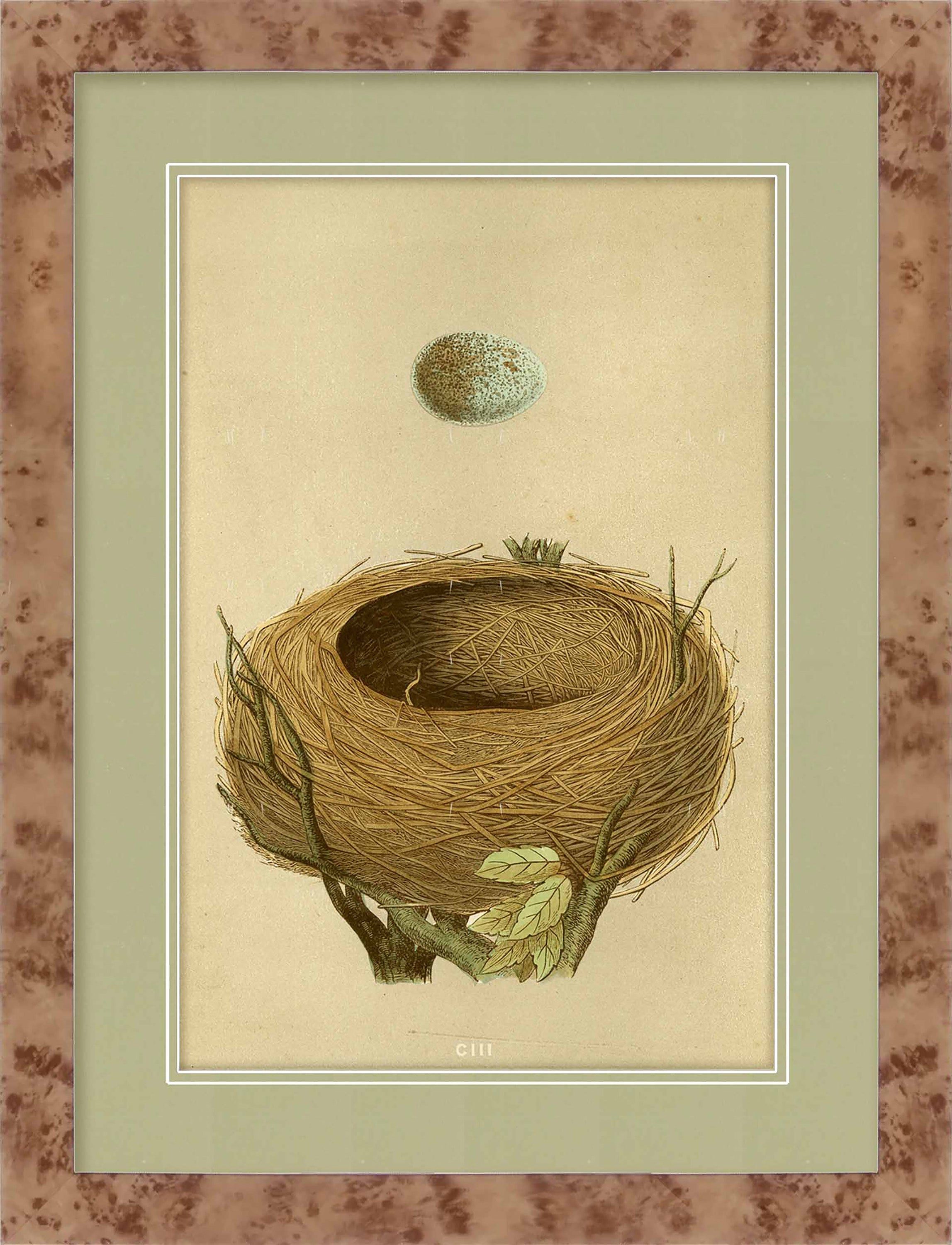 Martha Stewart Skylands | Ornithology Study: Nest & Egg | Framed Vintage Bird Nest Illustration | New England Estate Wall Art