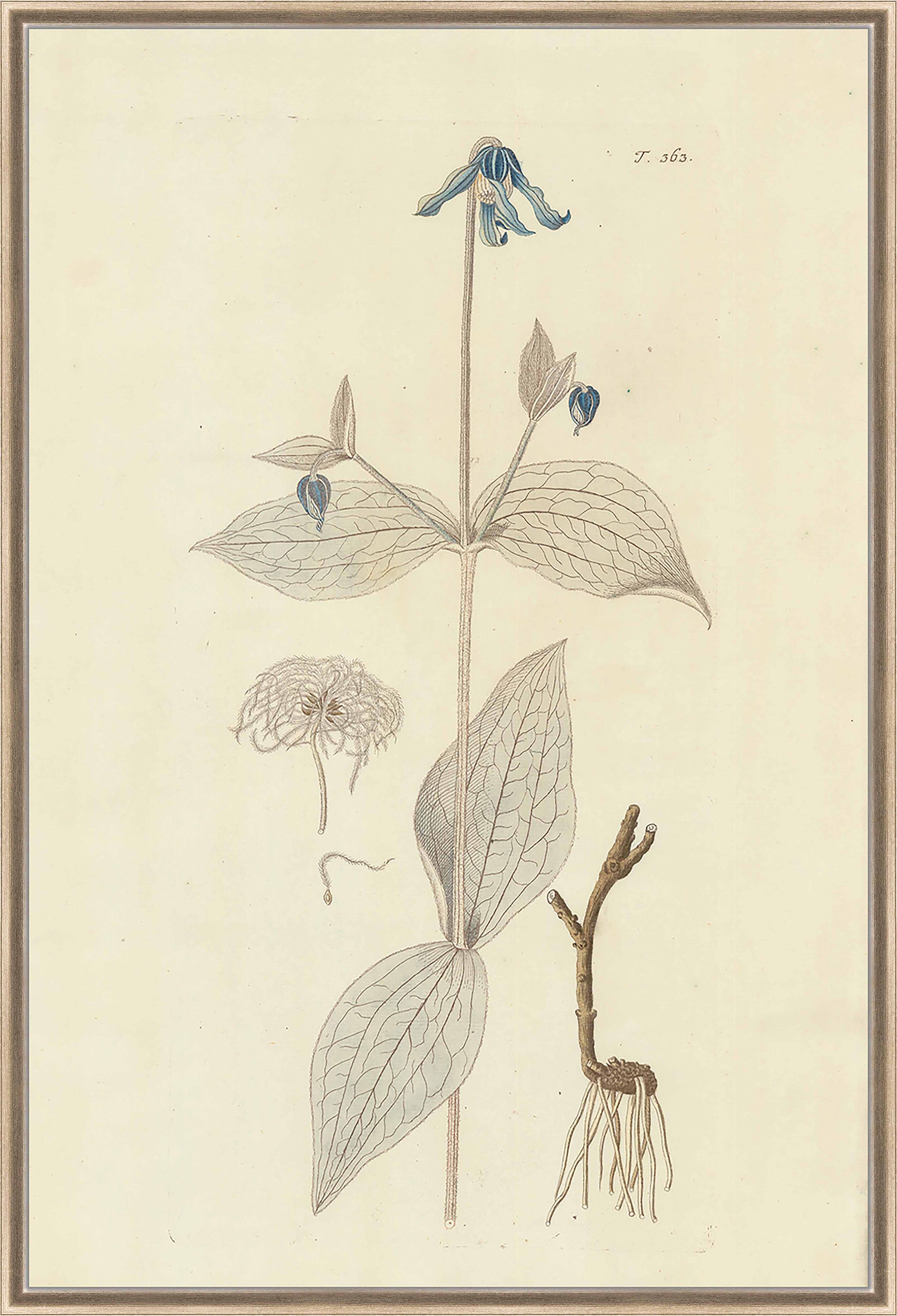 Martha Stewart Skylands | Woodland Botanical Study: Flowering Plant | Framed Vintage Botanical Illustration | Estate Wall Art