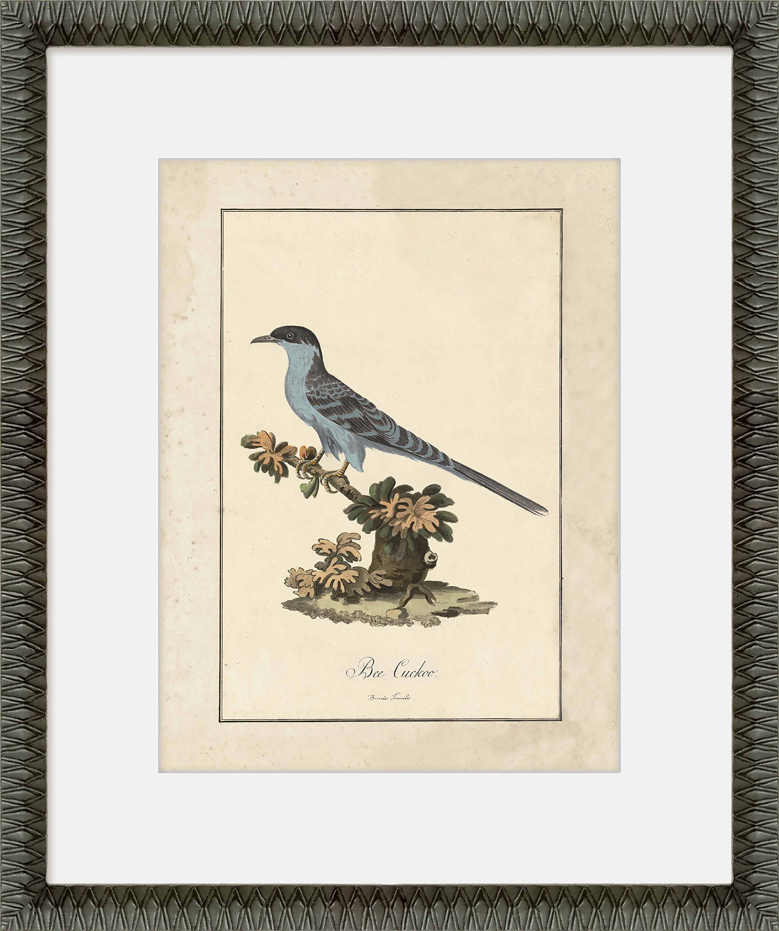 Martha Stewart Skylands | Ornithology Plate: Bluebird I | Framed Vintage Bird Illustration | Estate Natural History Art
