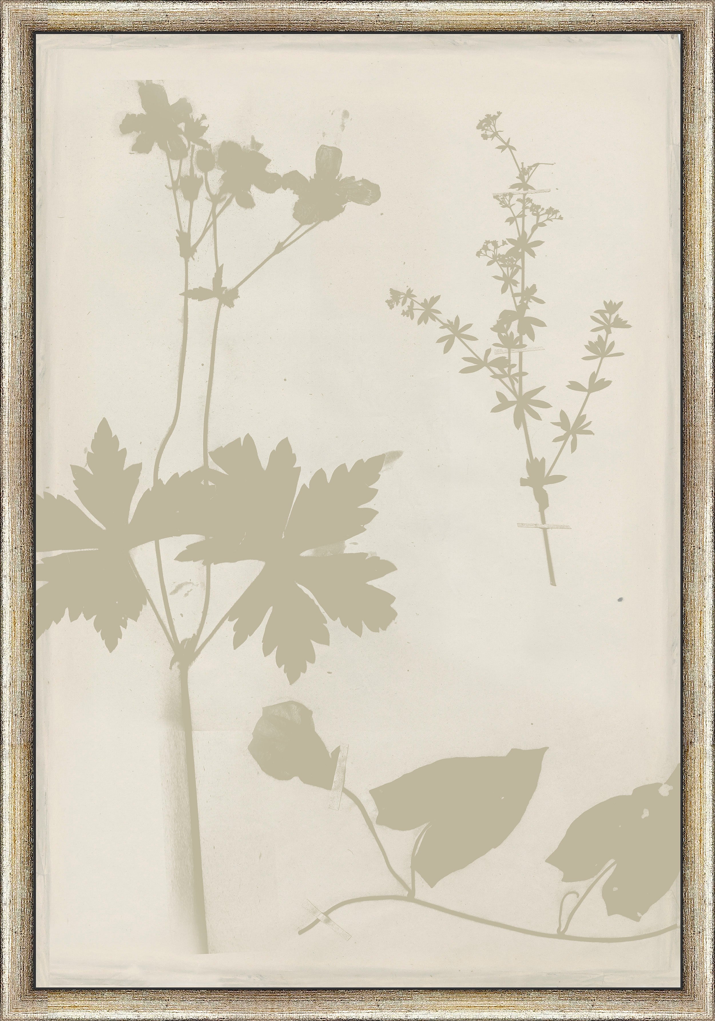 Martha Stewart Bedford | Shadow Botanical Study II | Framed Country Farmhouse Wall Art