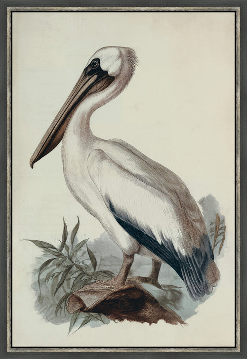 Martha Stewart Lily Pond | Coastal Bird Study: Pelican | Framed Coastal Cottage Wall Art