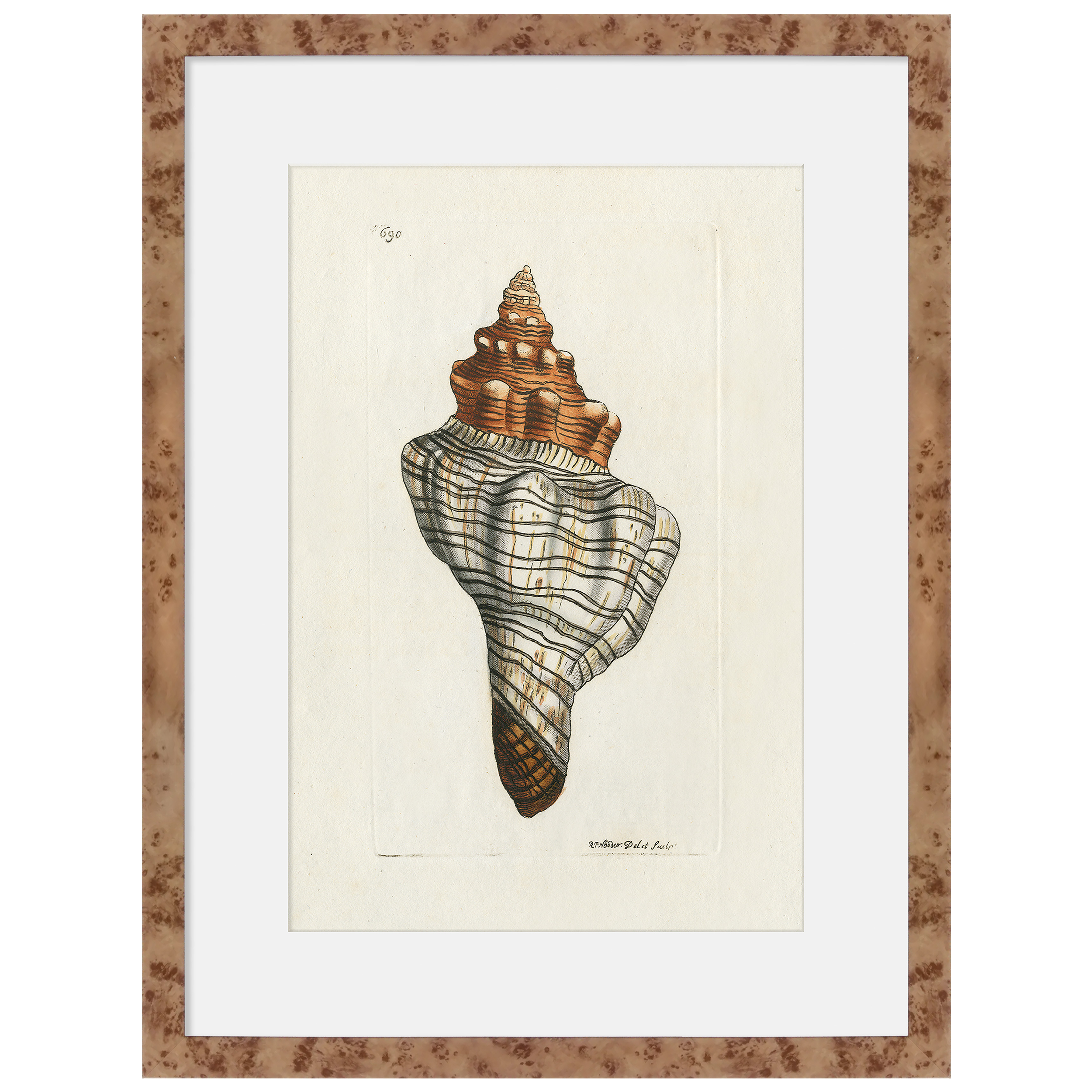 Martha Stewart Lily Pond | Shell Study: Spiral Shell | Framed Coastal Cottage Wall Art