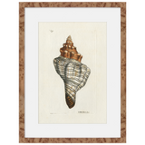 Martha Stewart Lily Pond | Shell Study: Spiral Shell | Framed Coastal Cottage Wall Art
