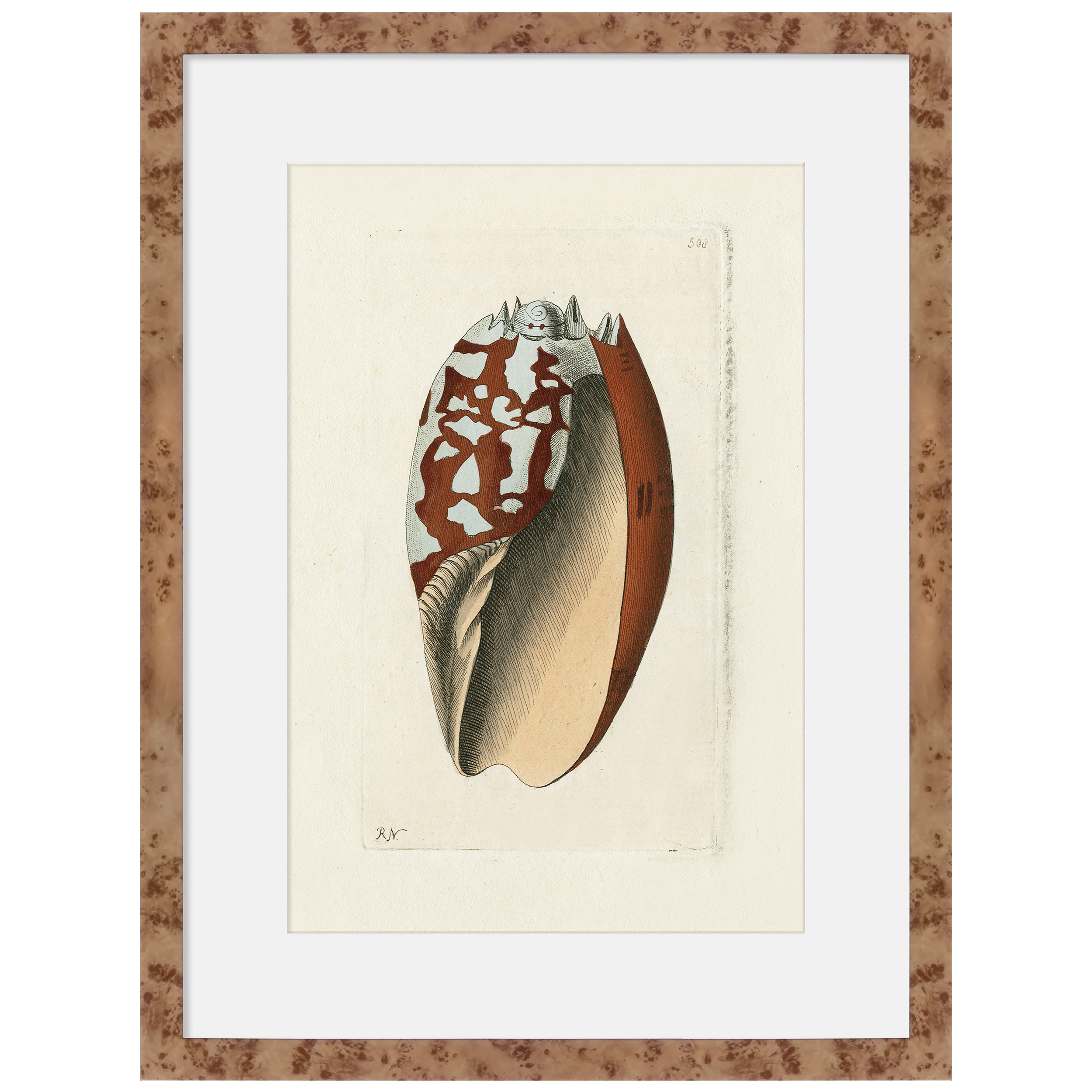 Martha Stewart Lily Pond | Shell Study: Cone Shell | Framed Coastal Cottage Wall Art