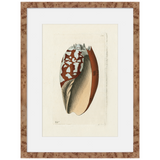 Martha Stewart Lily Pond | Shell Study: Cone Shell | Framed Coastal Cottage Wall Art