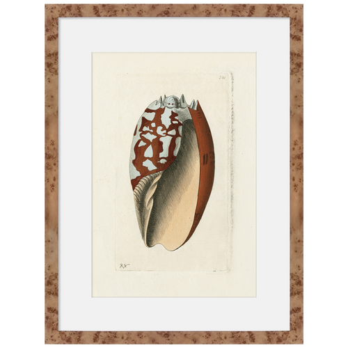 Martha Stewart Lily Pond | Shell Study: Cone Shell | Framed Coastal Cottage Wall Art
