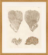 Martha Stewart Lily Pond | Coastal Shell Study: Plate Pair | Framed Coastal Cottage Wall Art