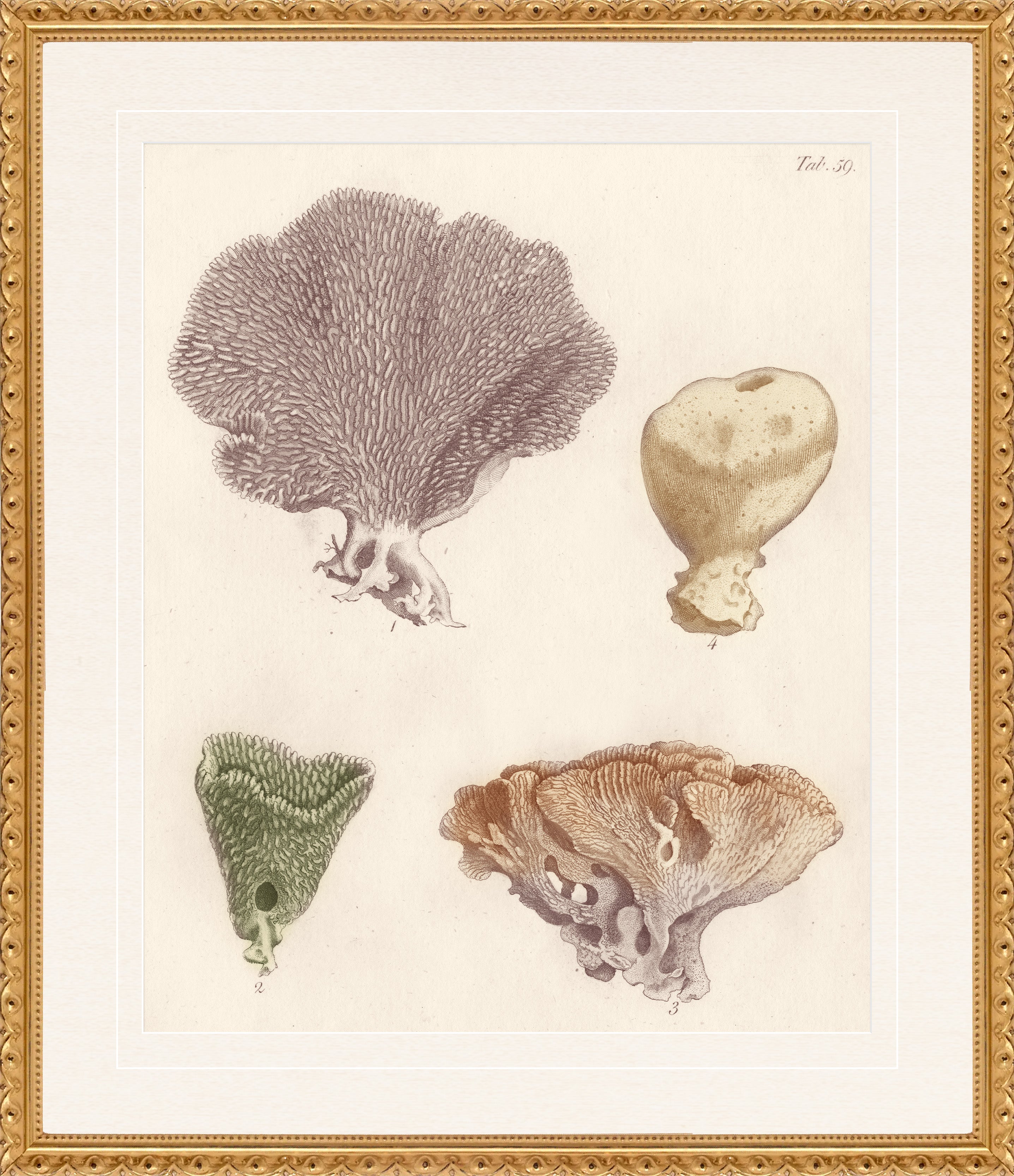 Martha Stewart Lily Pond | Coastal Shell Study: Collection II | Framed Coastal Cottage Wall Art