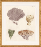 Martha Stewart Lily Pond | Coastal Shell Study: Collection II | Framed Coastal Cottage Wall Art