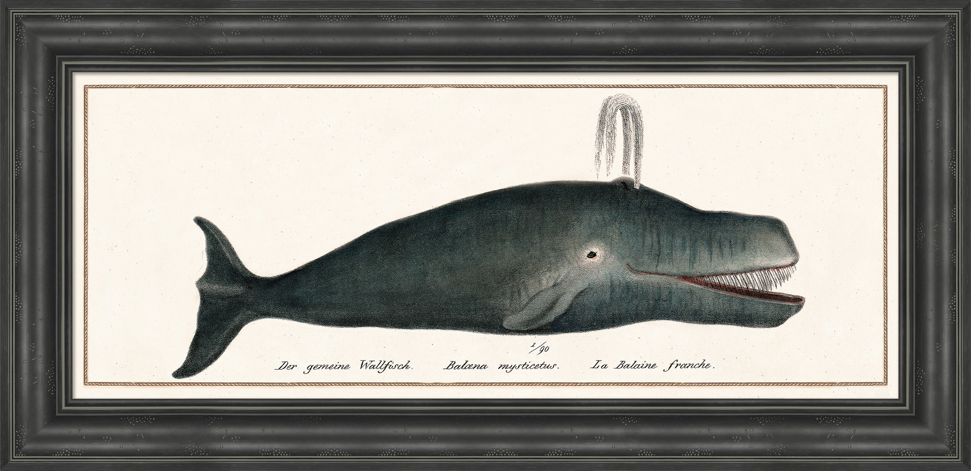 Martha Stewart Lily Pond | Marine Study: Whale | Framed Coastal Cottage Wall Art