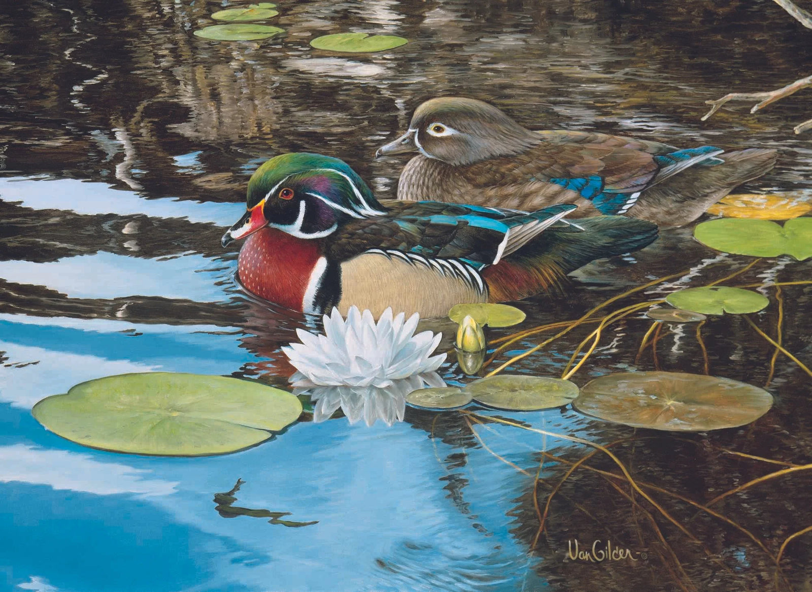 Reflections of Springs Wood Ducks - Ron Van Gilder