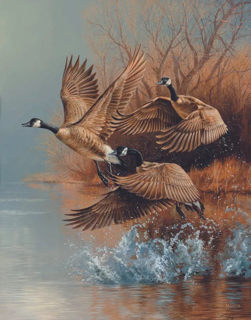 Taking Flight Canada Geese - Rosemary Millette
