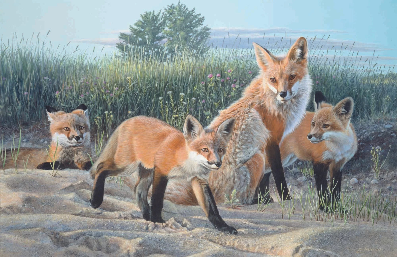 Time Out Red Fox - Jim Kasper