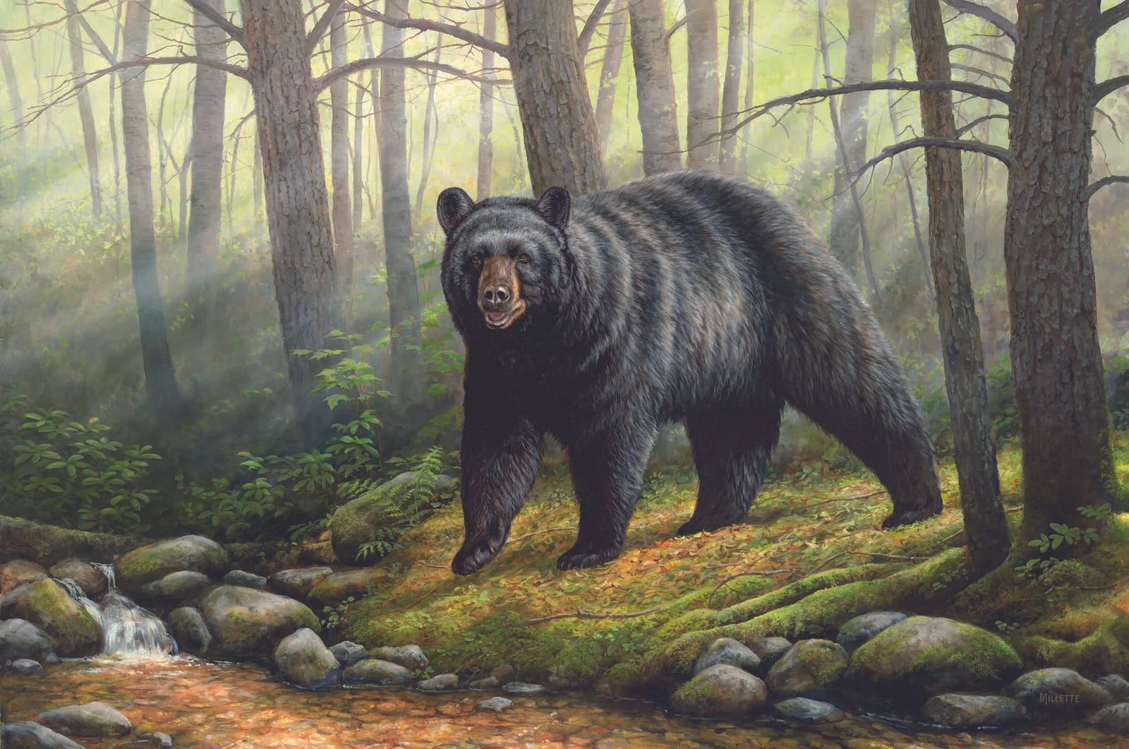 Woodland Morning Black Bear - Rosemary Millette