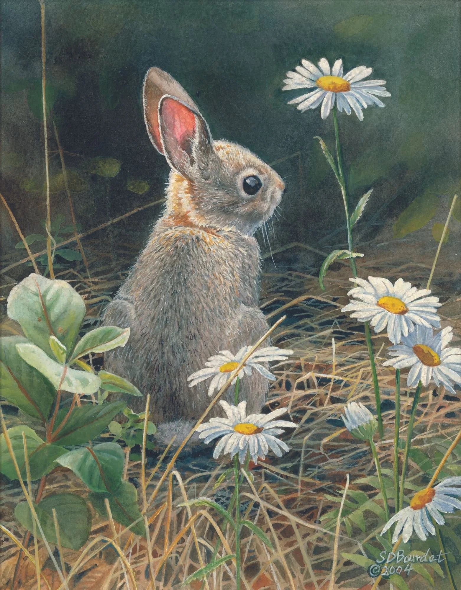 Young Cottontail - Susan Bourdet