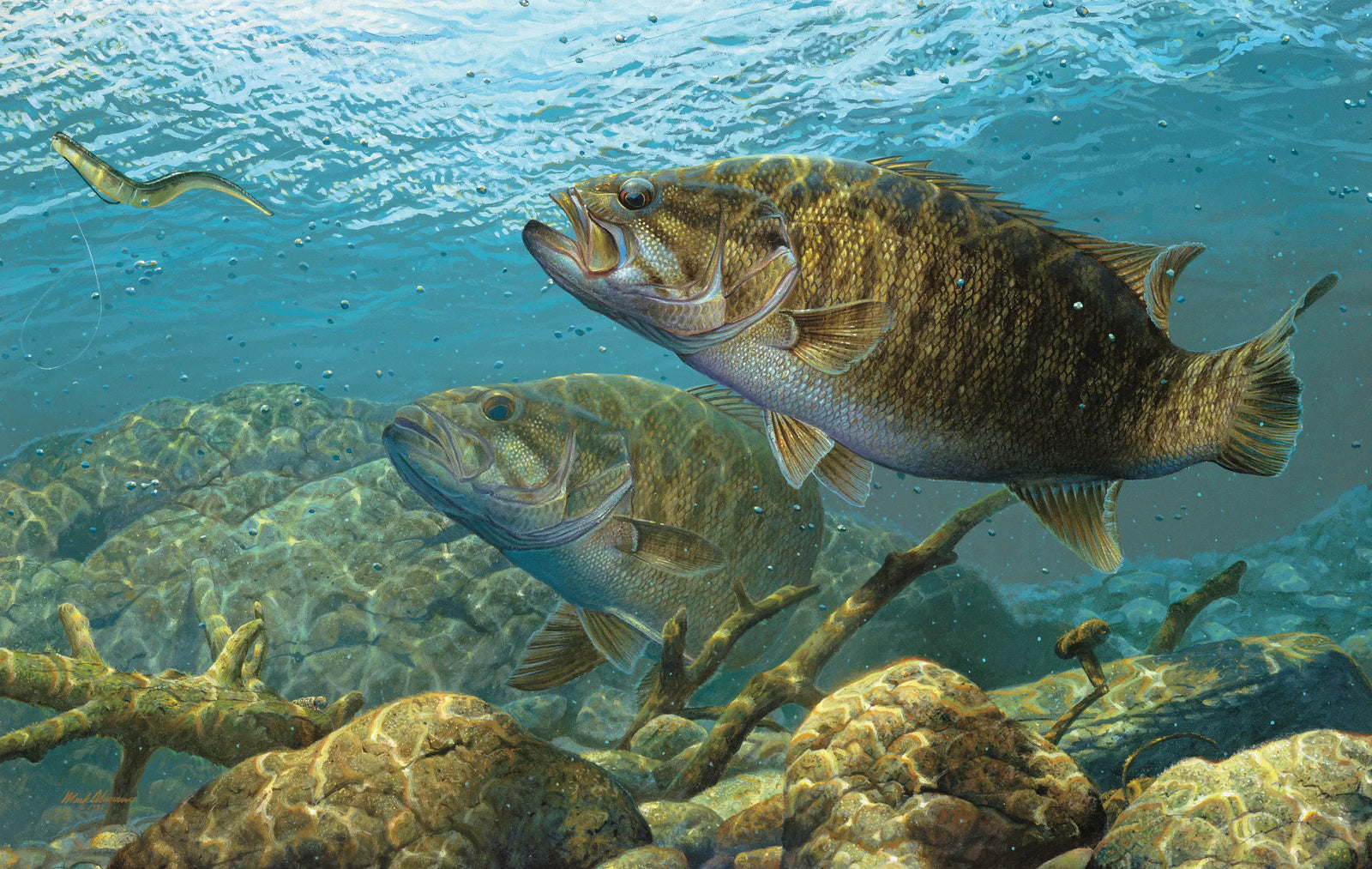 Ganging Up - Smallmouth Bass - Mark Susinno