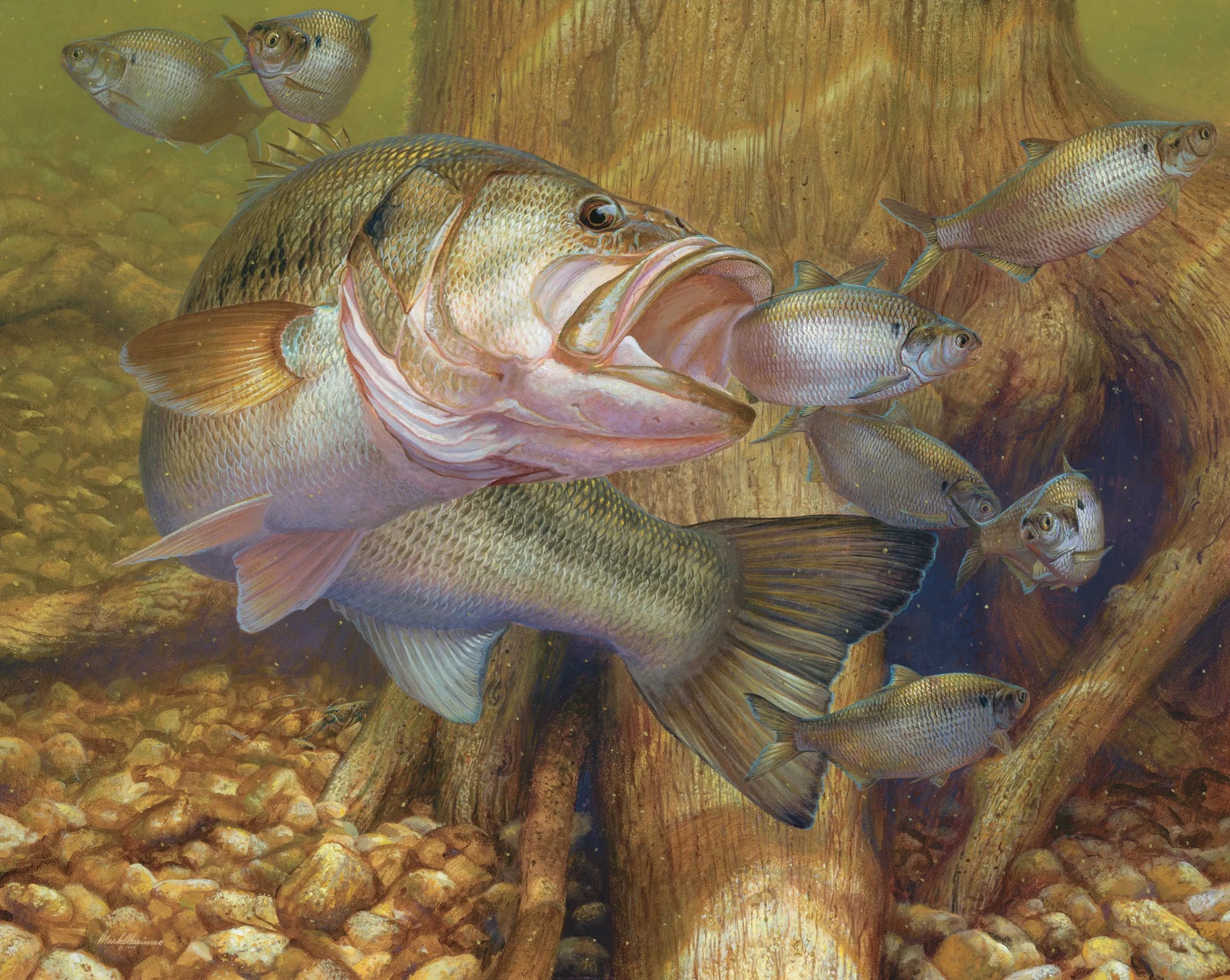Opportunity Knocks - Largemouth Bass - Mark Susinno