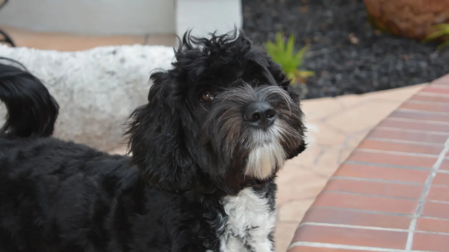 Before: original photo of a dog